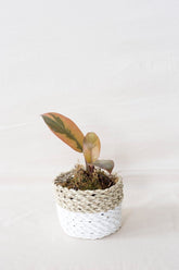 Philodendron black cardinal variegata